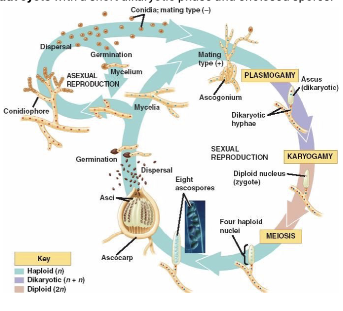 <p>Brief dikaryotic stage: Limited to specialized reproductive hyphae</p><p>Karyogamy: occurs in the ascus Asci are the site of nuclear fusion</p><p>Meiosis + mitosis → ascospores Spores form inside the ascus</p><p>Smaller or varied fruiting bodies Ascocarps (e.g., morels, cup fungi) are often less massive than mushrooms</p>