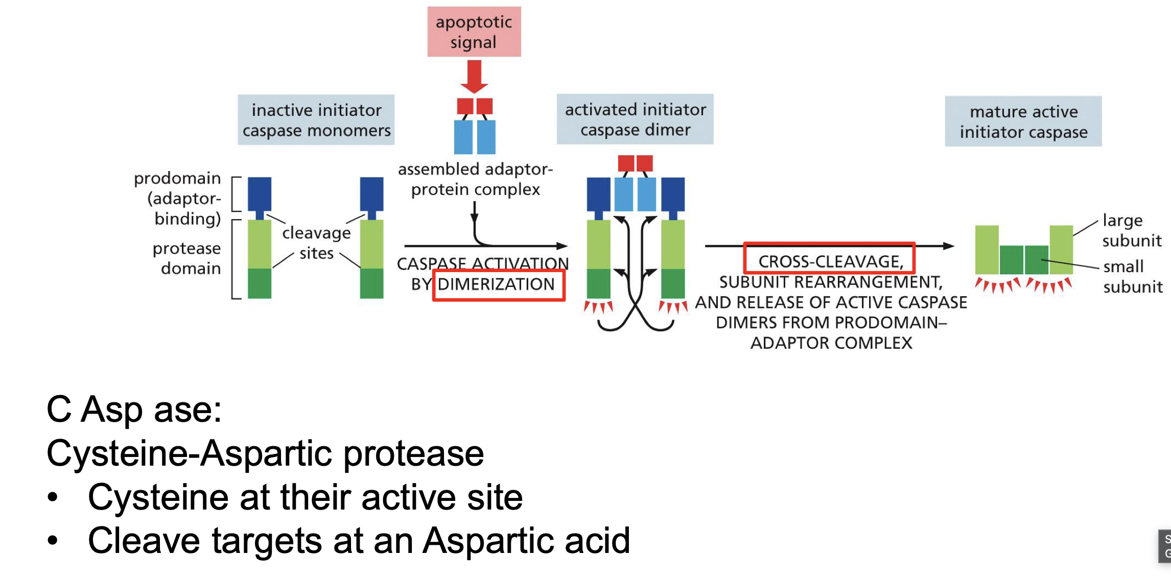 <ul><li><p>Apotatic signal binds to 2 caspase monomers dimerizing them.</p></li><li><p>Top part of dimer cleaved off and removed</p></li><li><p>Part of the active domain cleaved of to link the dimmers</p></li></ul><p></p>