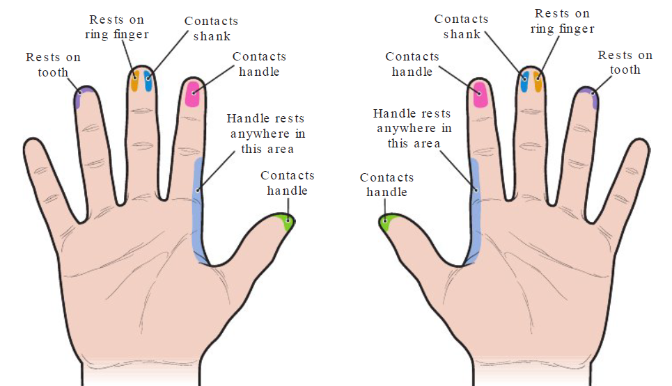 <p><strong>Thumb and index</strong></p><ul><li><p>Opposite of each other at handle and shank</p></li><li><p>Fingers do not overlap</p></li><li><p>Holds handle in relaxed manner</p></li><li><p>If fingers blanched (Turn white), you are holding too tightly</p></li></ul><p></p><p><strong>Middle finger</strong></p><ul><li><p>Left side rest on instrument shank. Other side rest against or overlap ring finger</p></li><li><p>Not used to hold instrument</p></li><li><p>Should be able to lift middle finger w/o dropping instrument. </p></li></ul><p></p><p><strong>Ring finger</strong></p><ul><li><p>Fingertip balance firmly on tooth to support weight of hand</p></li><li><p>When holding dental mirror, ring finger can rest on tooth or against patient’s lips or cheek area</p></li><li><p>Dominant hand ring finger advances ahead</p></li><li><p>Held upright and rigid as support beam</p></li><li><p>Finger should not feel tense, held limply against tooth</p></li><li><p>Fingernail length must not impede ability to keep ring finger upright and rigid</p></li></ul><p></p><p><strong>Little finger</strong></p><ul><li><p>Relaxed</p></li></ul><p></p>