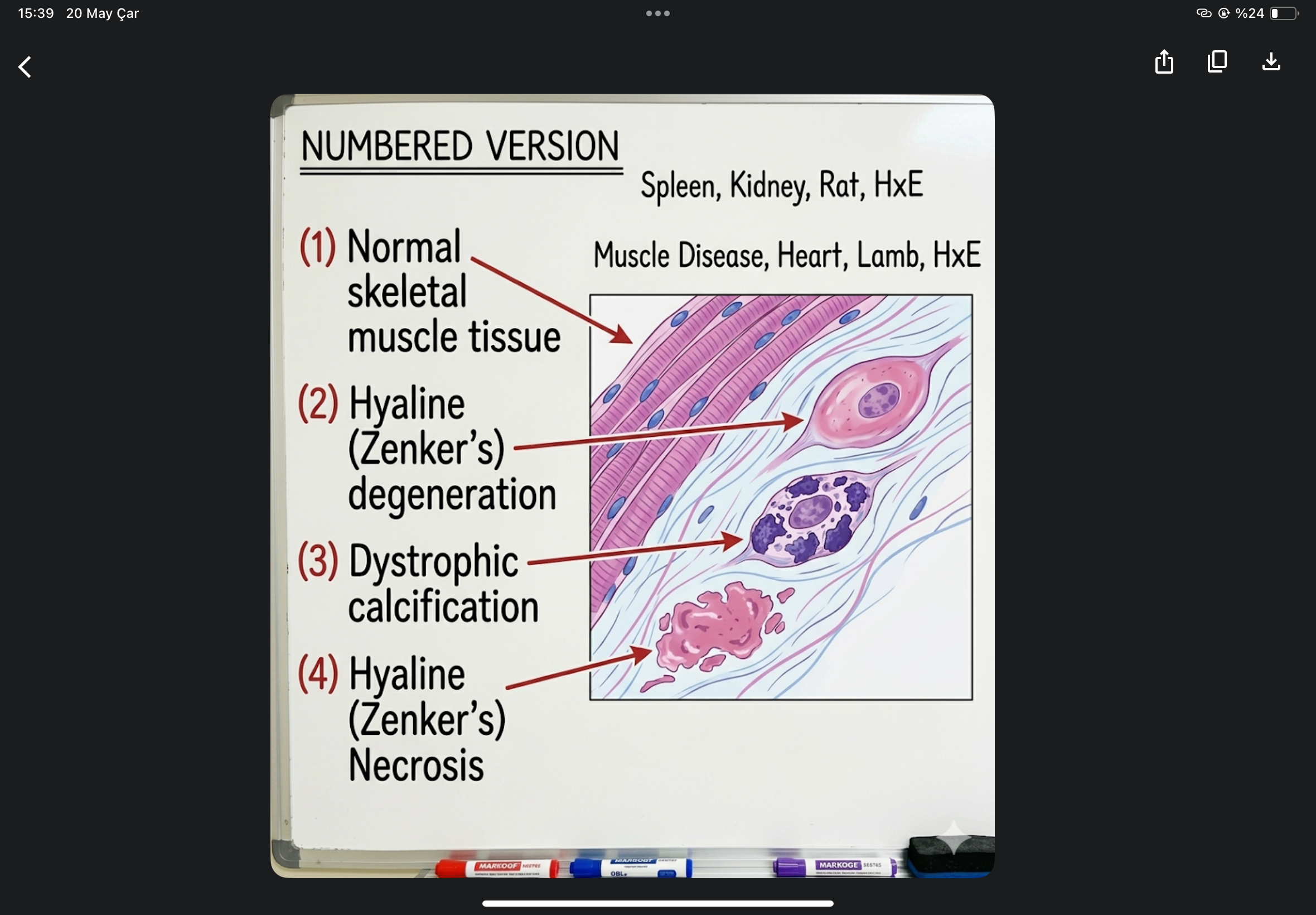 <p>muscular dystrophy, white muscle disease, heart, lamb</p>