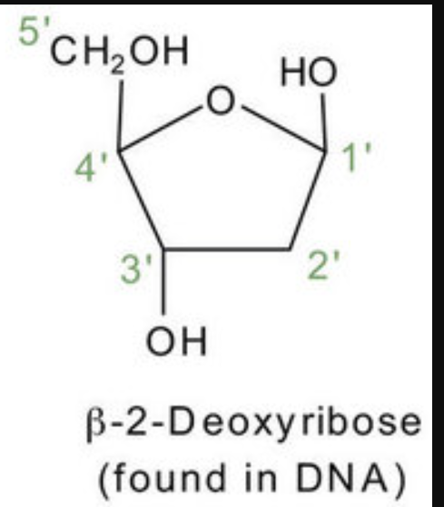<p>the 3’ sugar in the incoming chain is added to the 5’ through a phosphodiester bond</p>