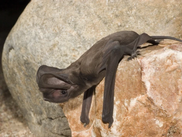 <p>Chiroptera</p><p>Molossidae (free-tailed bats, 4)</p>