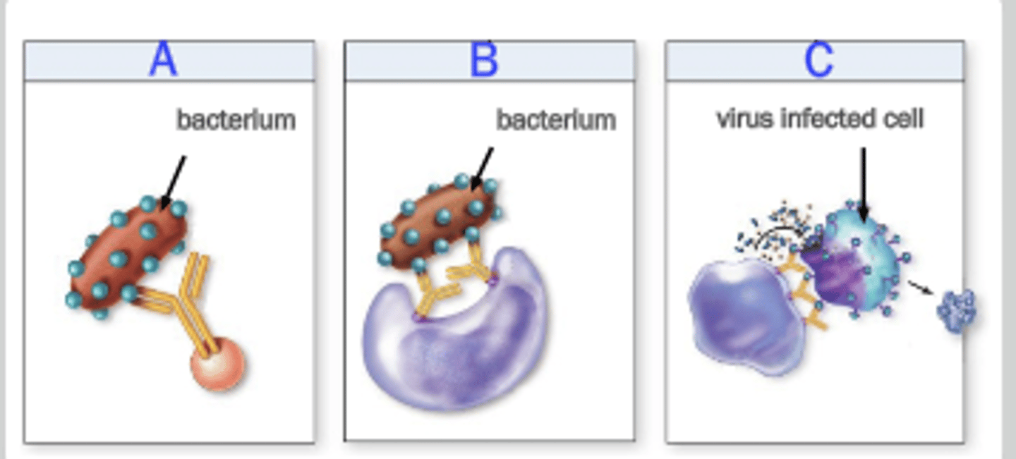 <p>A: Complement fixation</p><p>B: Opsonization</p><p>C: Activation of NK cells</p>