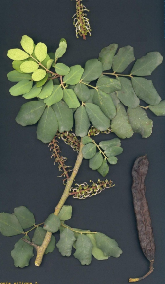 term image