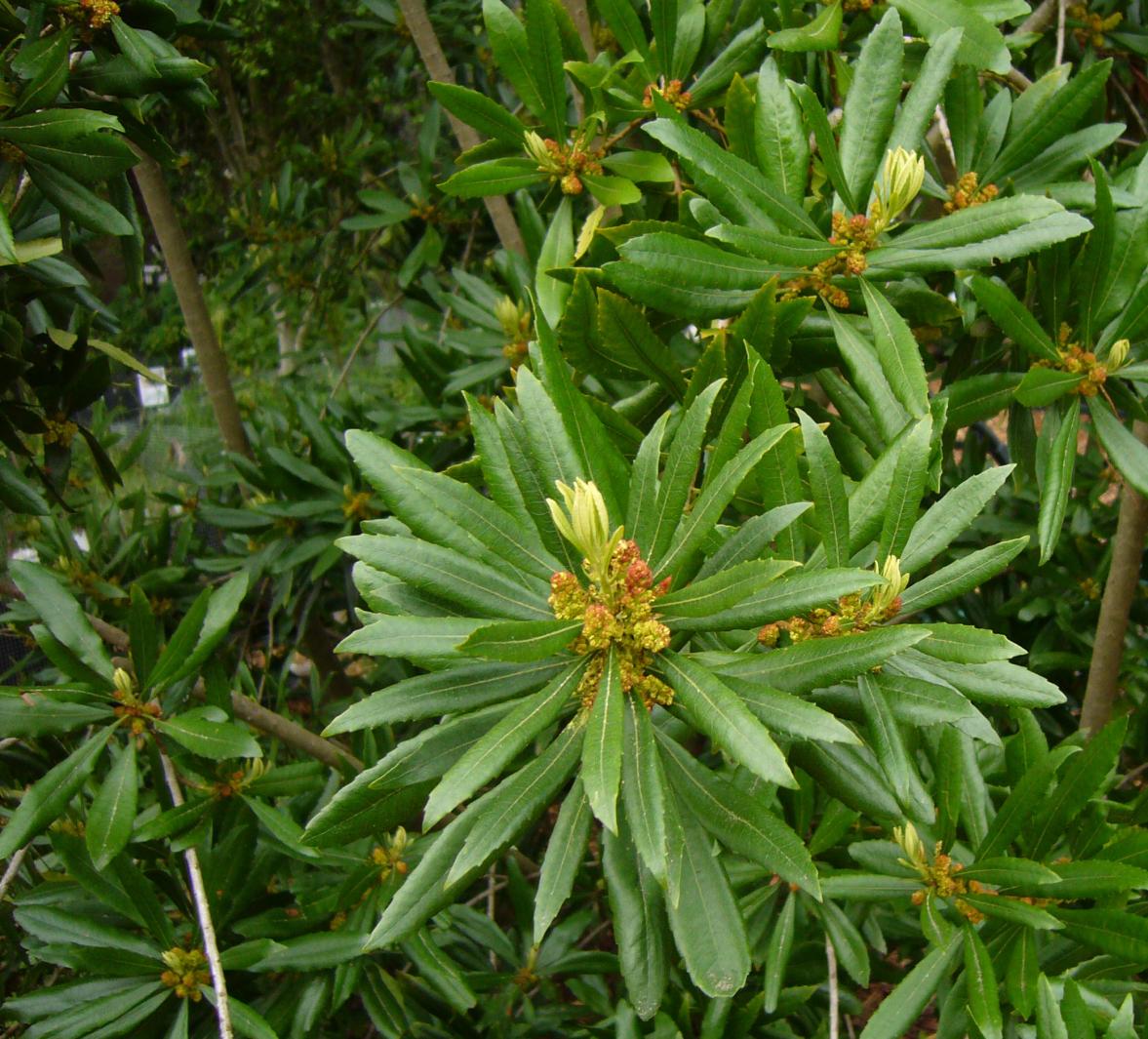 <p><span><em>Morella californica</em></span></p>