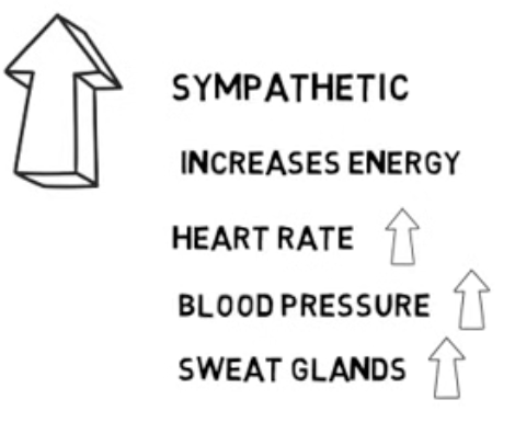 <p>Stimulates and moblisies energy resources (Increases energy) Often known as fight or flight responses</p>
