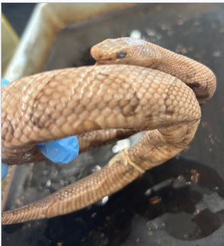 <p>What species is this</p>