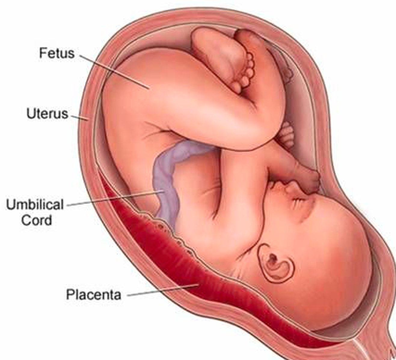<p>The reproductive strategy where the embryo and foetus develop inside the parent and derive nutrients from the parent before being born live.</p>