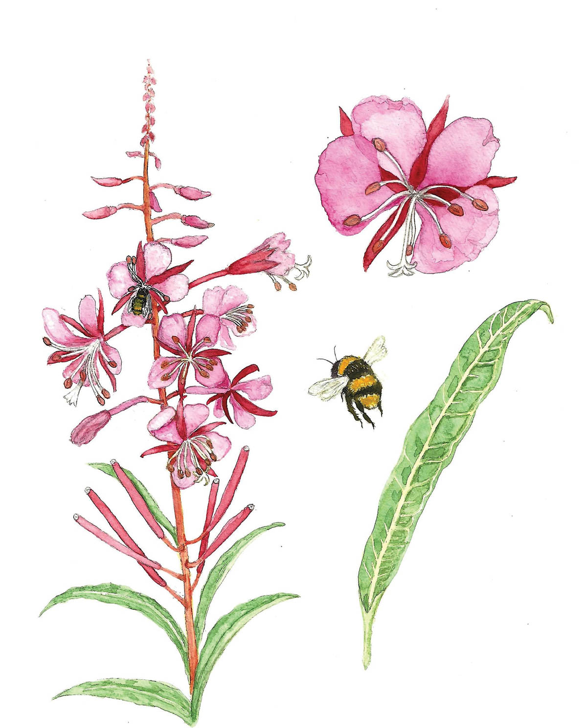 <p>Chamaenerion angustifolium</p>