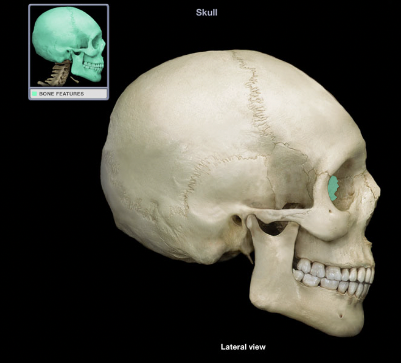 knowt flashcard image