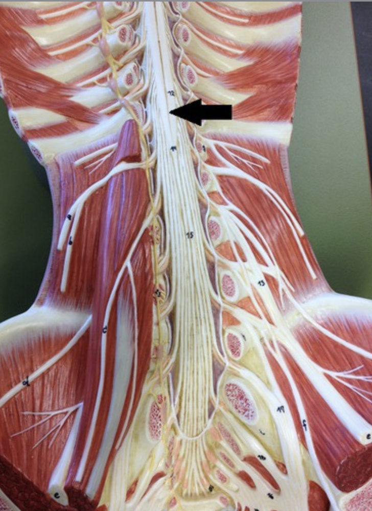 <p>pointed tip of the spinal cord, at vertebral level L2</p>