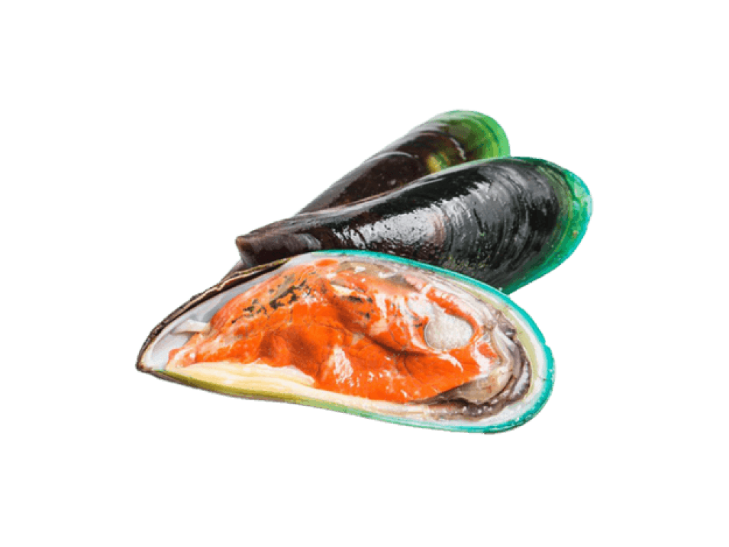 <p>홍합</p>