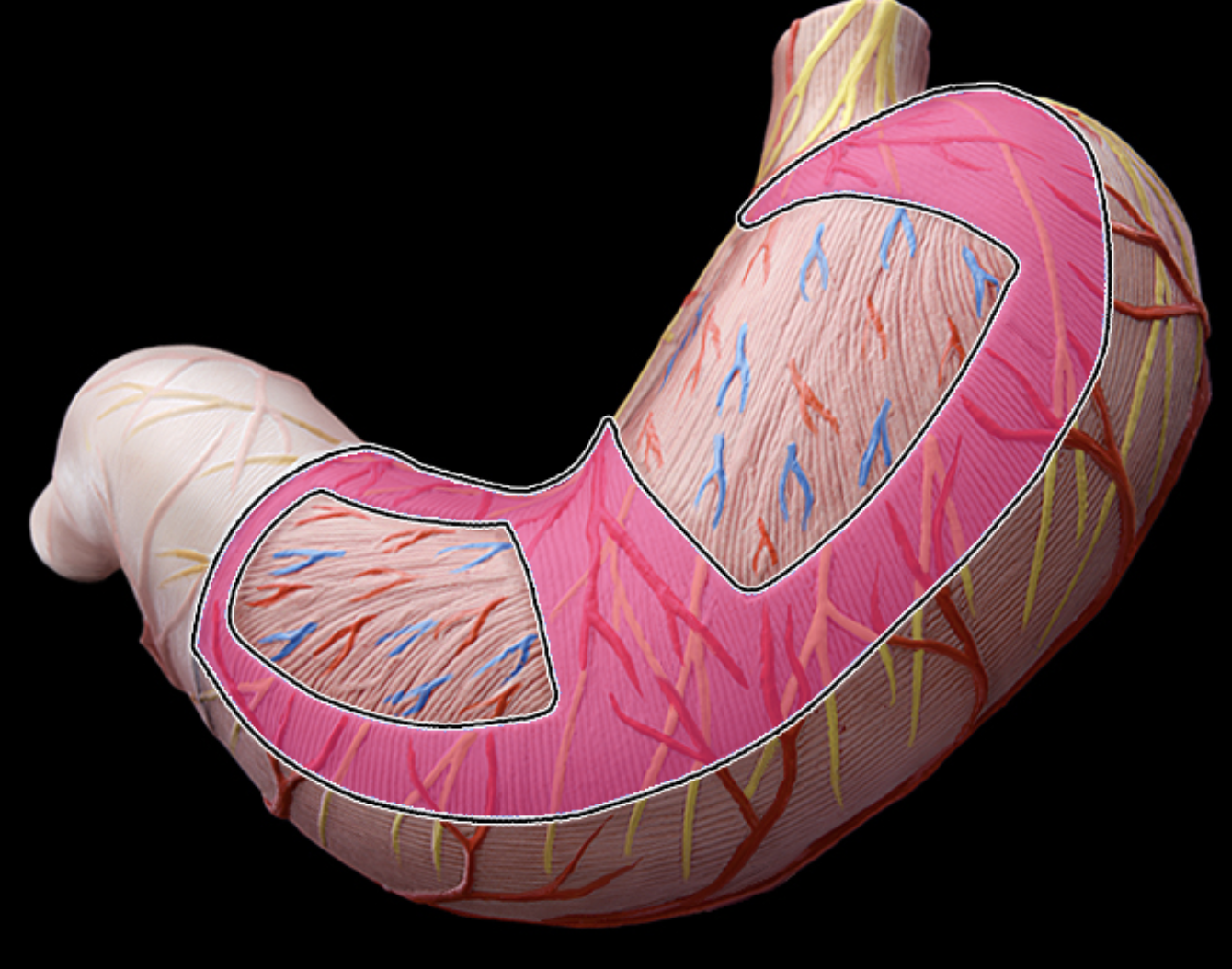 <p>middle circular layer</p>