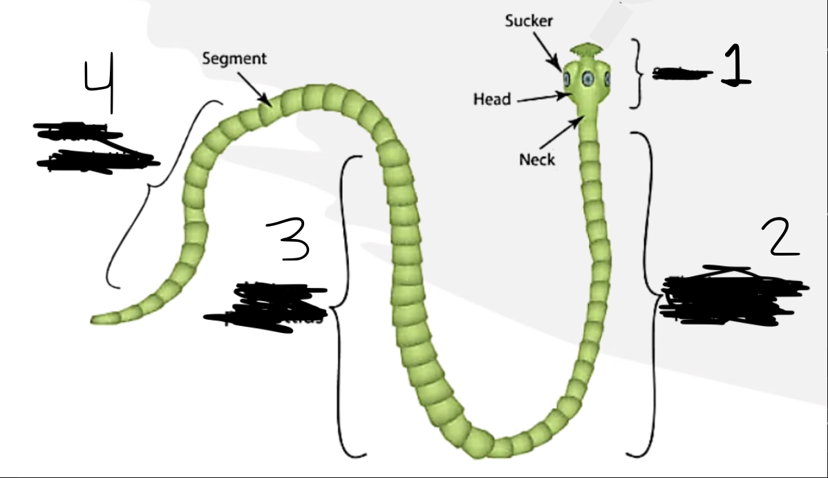 <p>What is this area of anatomy on a tapeworm? 4</p>