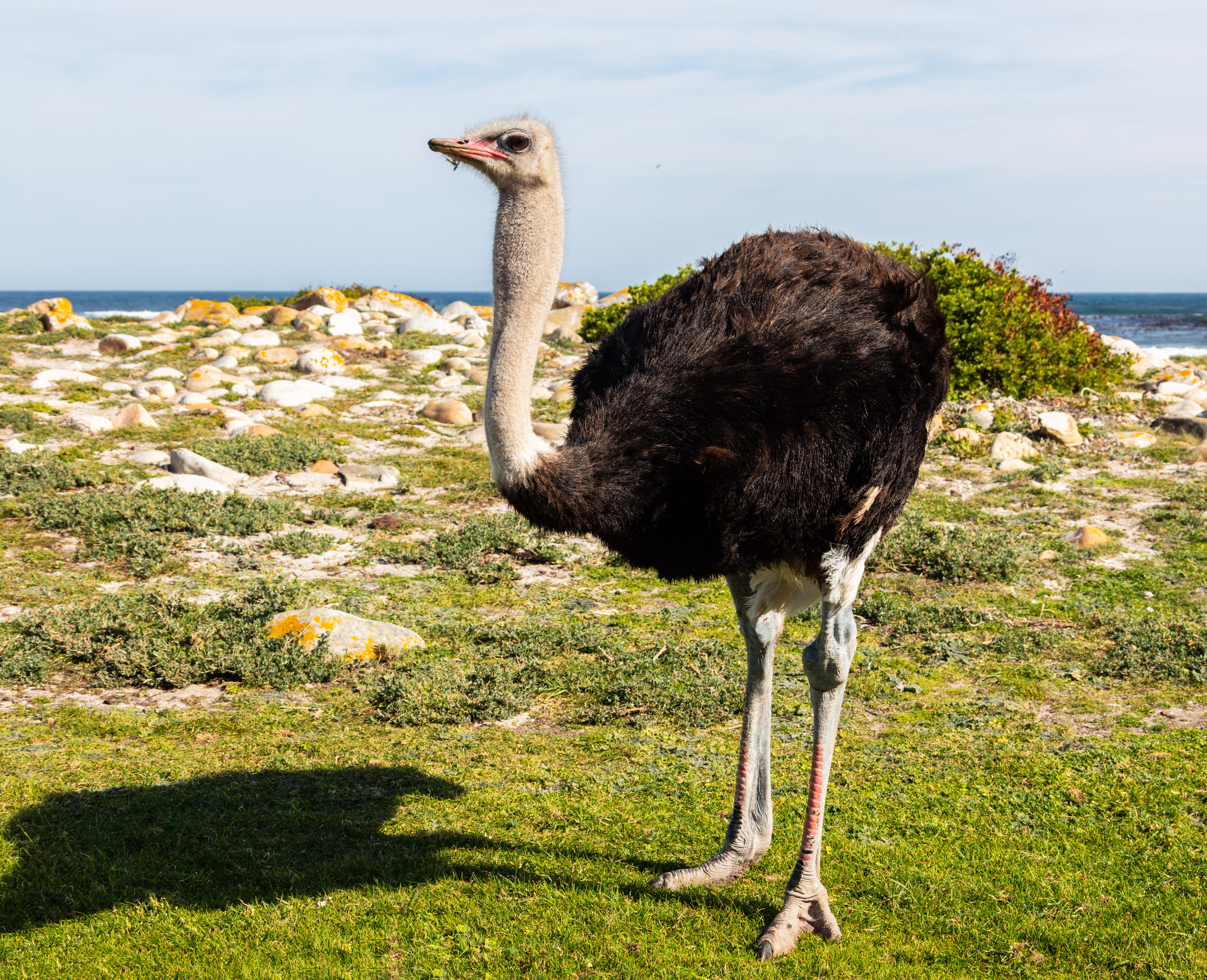 <p>an ostrich</p>