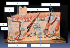 <p>What part of the glands/blood vessel structure is the section labeled #8?</p>
