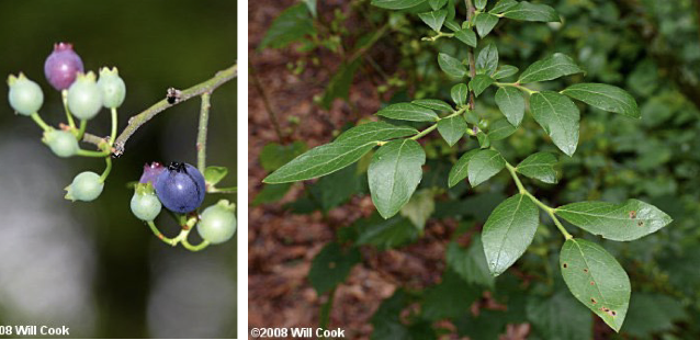 <p>Family<br>Genus<br>Species<br>Common Name</p>