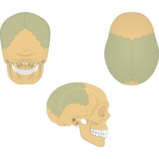 <p>name the bone</p>