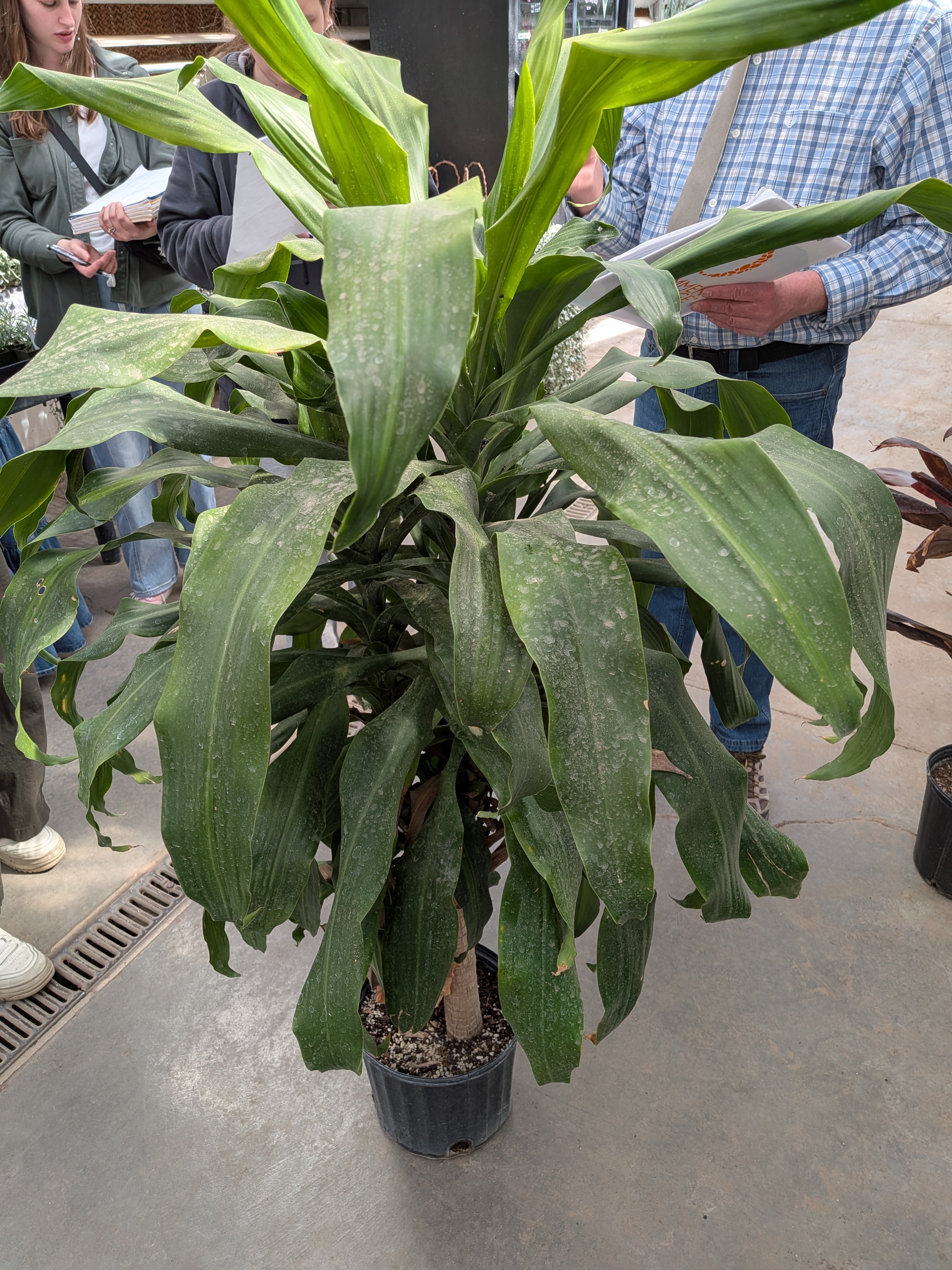 <p>Corn Plant Dracaena </p>