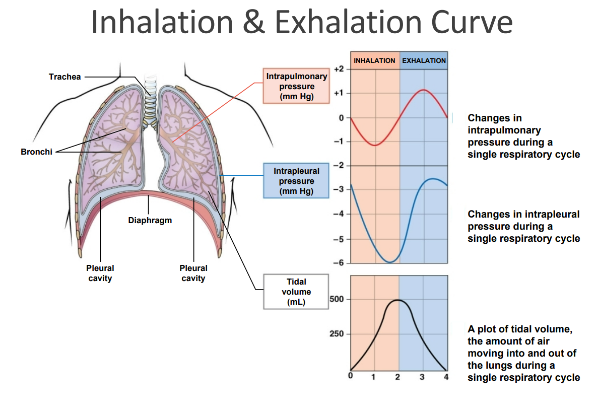 <p>The Respiratory Cycle</p>