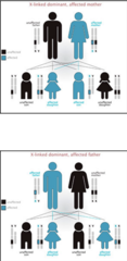 <p>- Heterozygous XX females</p><p>- Hemizygous XY males</p>