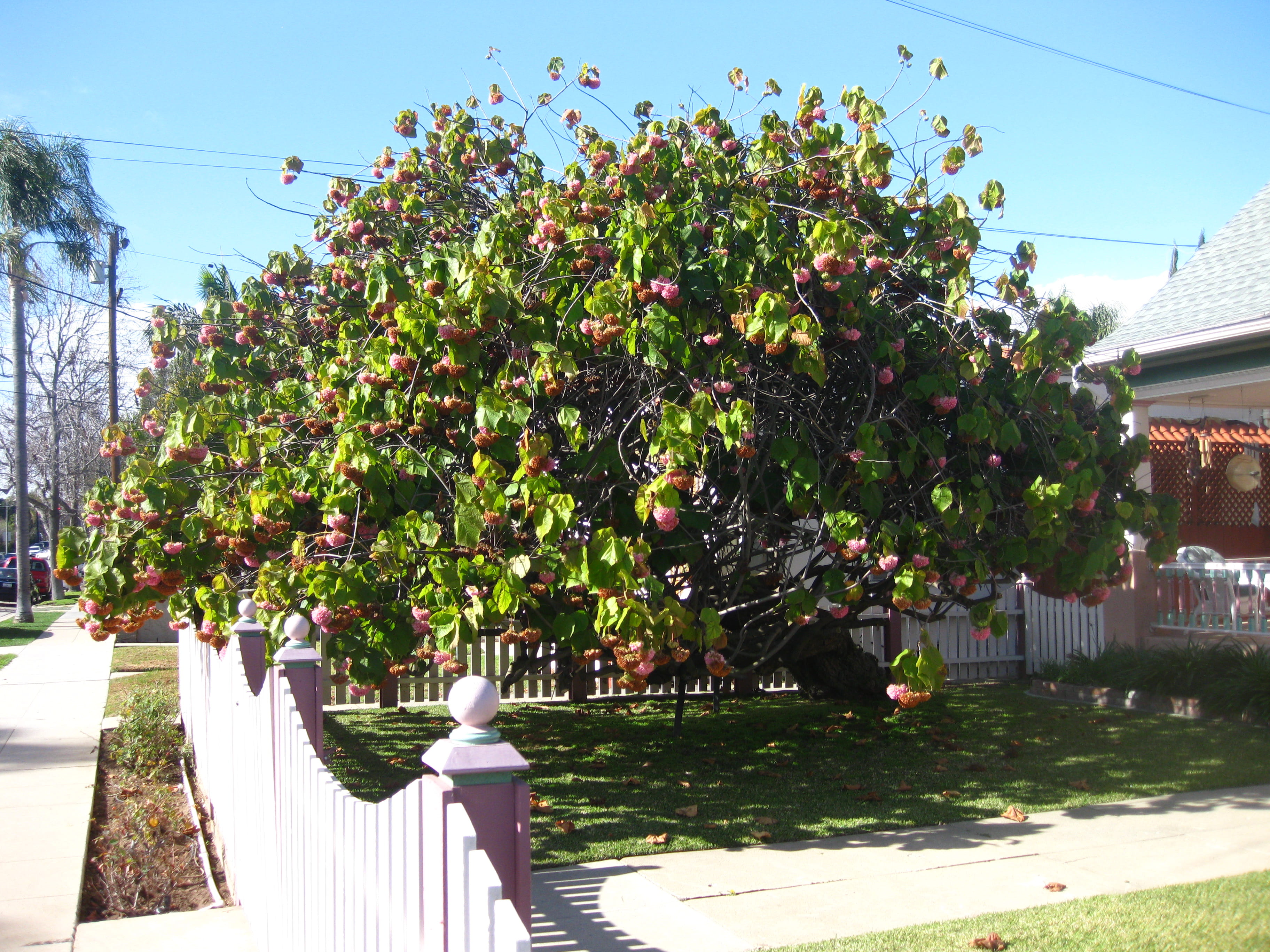 <p>Dombeya wallichii - Dombeya, Tree Hydrangea, Peekaboo</p>