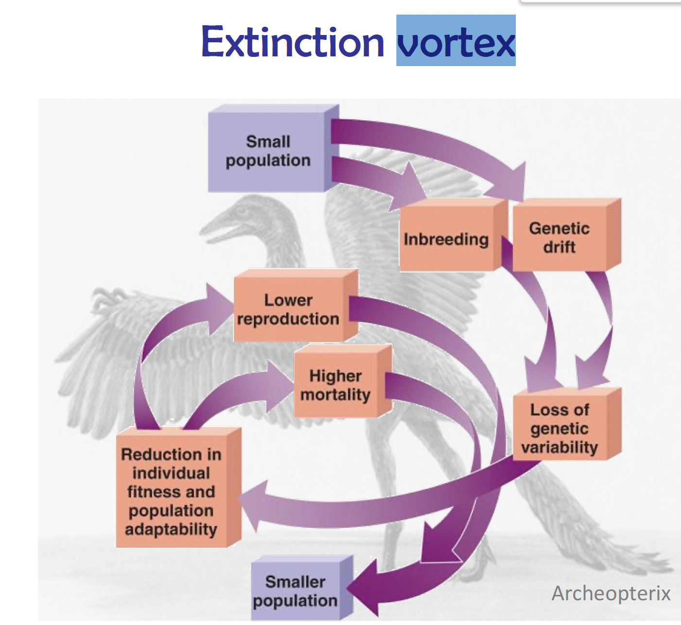 <p>What is the extinction vortex?</p>