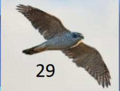 <p>large Accipiter; gray underneath; broad white eyebrow</p>