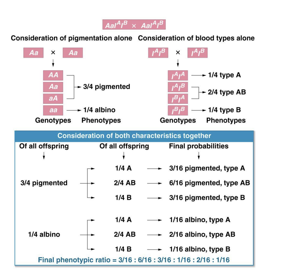 <ul><li><p>ratios</p></li><li><p>albinism</p></li><li><p>blood type AB</p></li></ul><p></p>