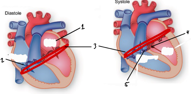 <p>Atrioventricular Valves</p>