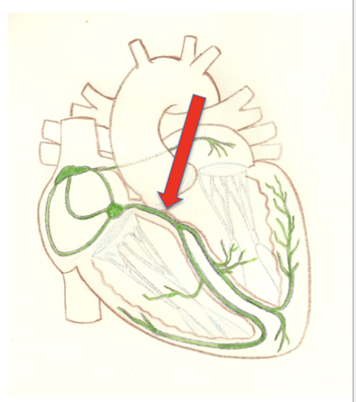 <p>Located in the superior portion and receives signal from the AV node with no gap junctions to pass electrical signals. This is the first segment linking atrial conduction to ventricular conduction </p>