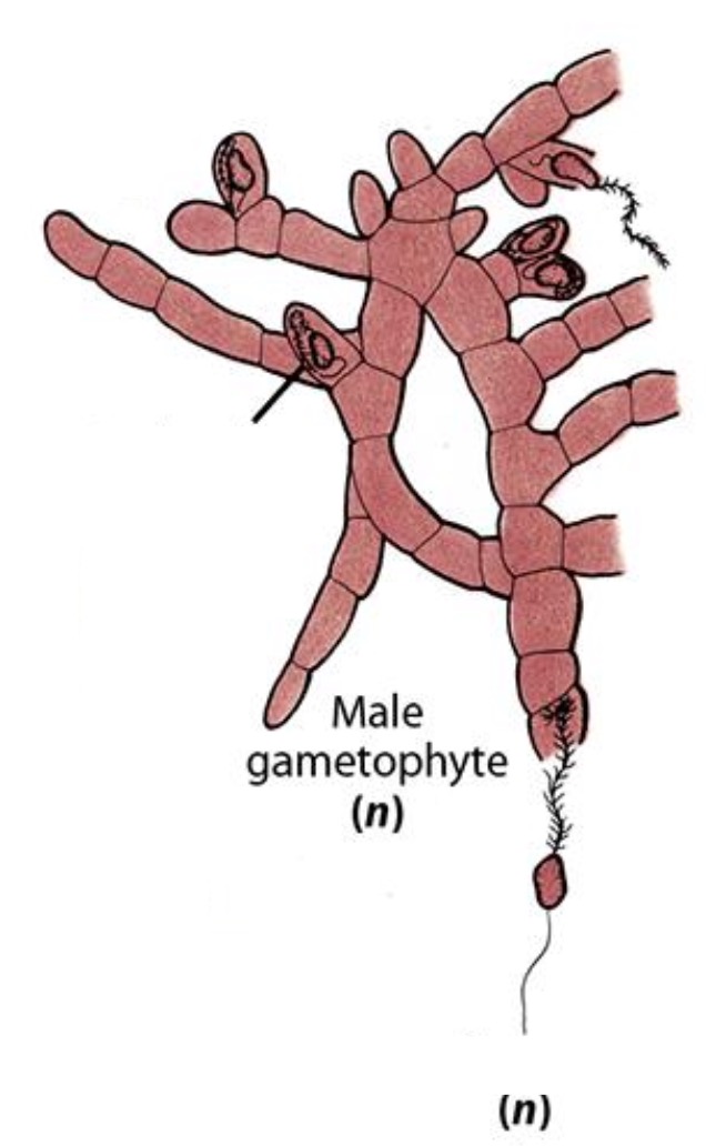 <p>Label the structures of a Laminaria male gametophyte.</p>