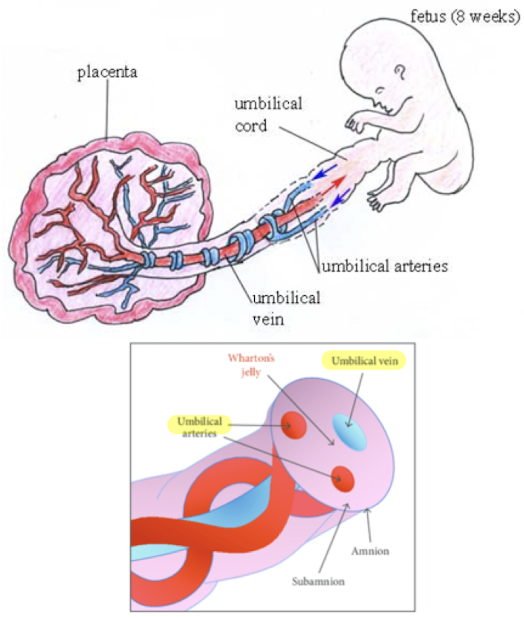 <ul><li><p>connecting <span style="color: yellow;">yolk stalk </span>and <span style="color: yellow;">allantois ducts become</span> the <span style="color: yellow;">umbilical cord</span></p><ul><li><p>allantois connect to fetal bladder (abdominal/fetal cord insertion point)—becomes belly button</p></li></ul></li><li><p>allantoic vessels become umbilical vessels</p></li><li><p><span style="color: red;">surrounded by mucoid connective tissue: Wharton’s Jelly</span></p></li><li><p>cord covered by amniotic membranes</p></li><li><p><span style="color: red;">normal diameter: 1-2 cm</span></p></li></ul><p></p>