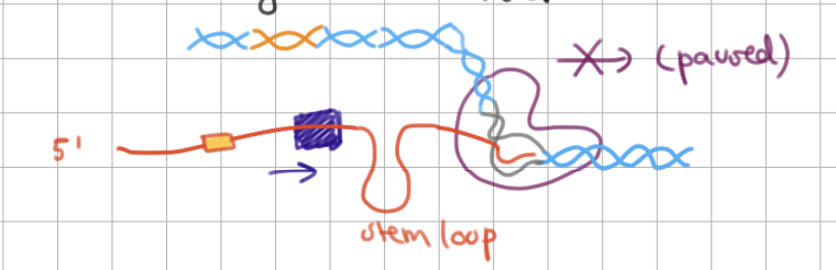 <p>Rho-dependent termination (2/3)</p><ol start="2"><li><p>RNA pol transcribes <u>stem</u> loop (causing RNA pol to <u>pause</u>) and goes to terminator</p></li></ol><p></p>