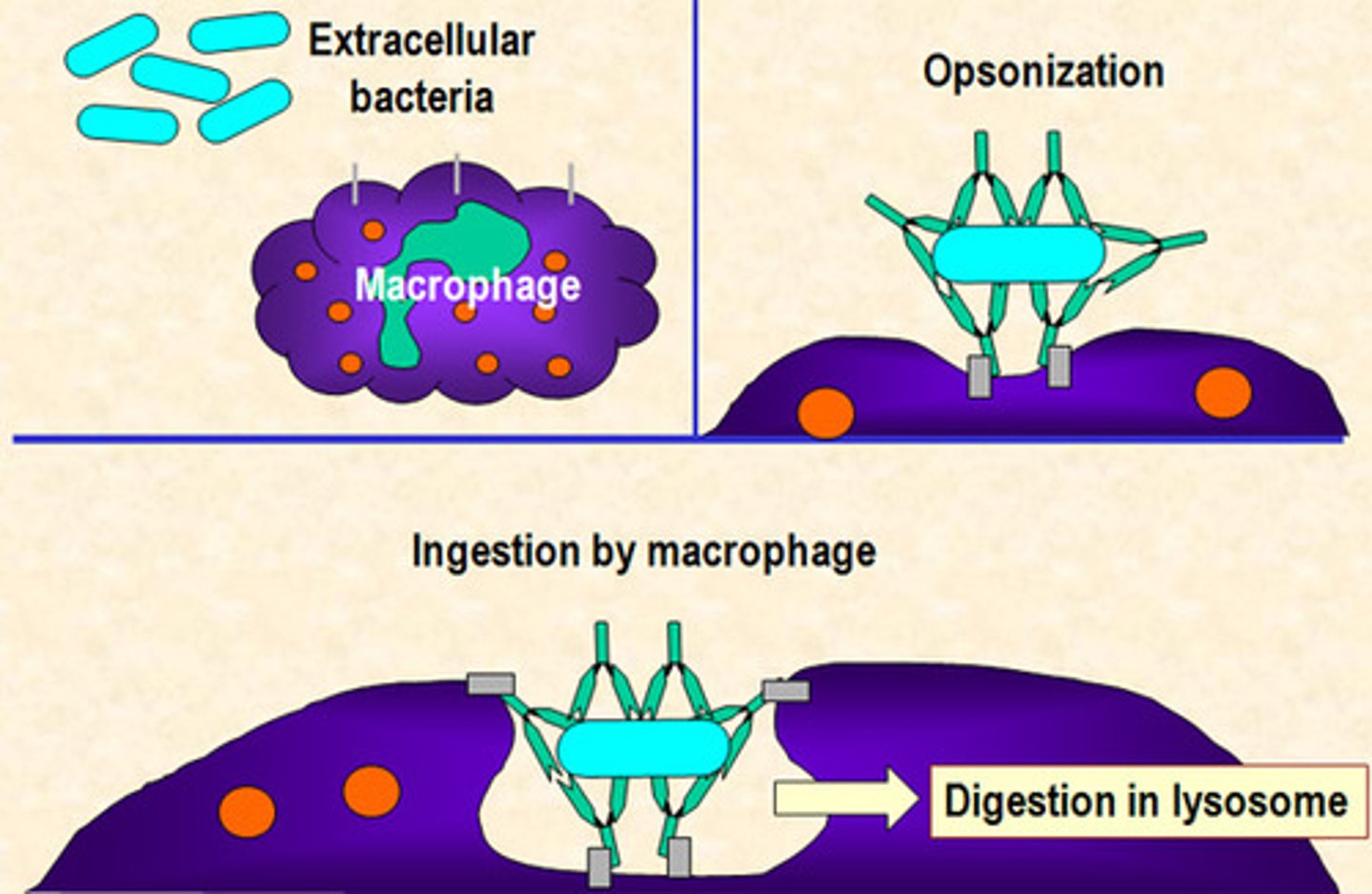 <p>Antibodies that bind to the antigen of a pathogen, allowing phagocytes to bind</p><p>- Some are specific, others non-specific</p><p>- Can neutralise the pathogen</p><p>- Identify pathogens to phagocytes</p>