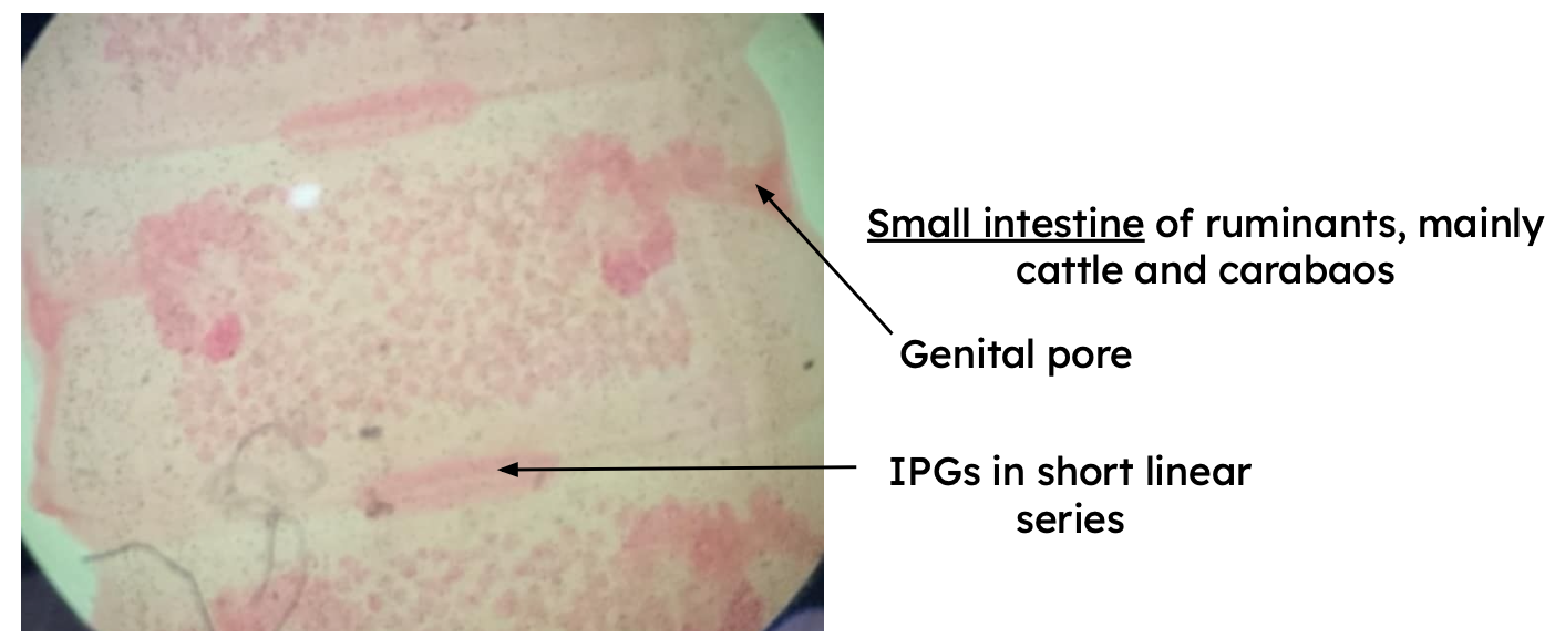 <p>Identification:</p><p>Common name:</p><p>Organ loc:</p><p>Intermediate Host:</p><p>Definitive Host:</p><p>Family:</p>