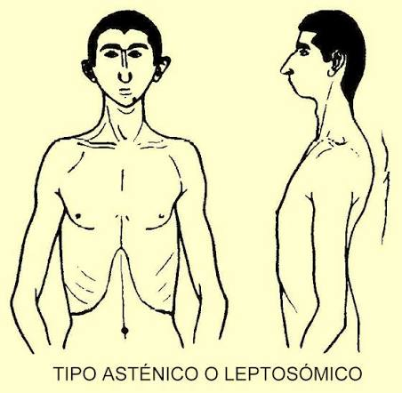 <p>Constitución, estos son propensos a las gastro y enteroptosis, estreñimiento hipotónico, hernias de la pared y prolapso rectal  </p>