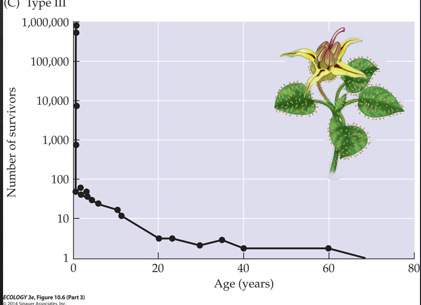 <p>Most organisms die young</p><p>plants, marine invertebrates with larval stages</p>