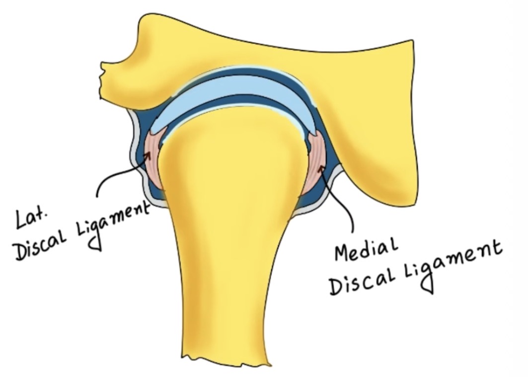 <p>Function of collateral (discal) ligaments?</p>