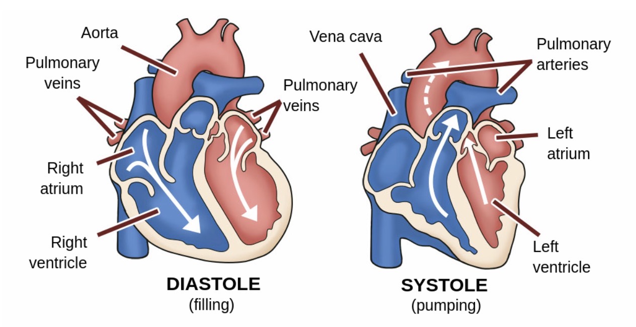 <p><strong>Systole</strong>: Period of contraction (pumping). <strong>Diastole</strong>: Period of relaxation (filling).</p>