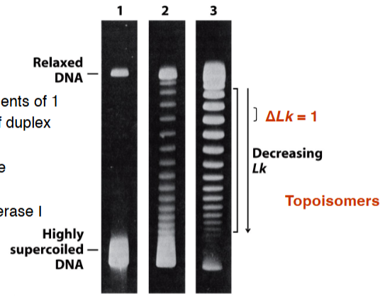 <p><span style="background-color: transparent;">• change Lk in increments of 1</span></p><p><span style="background-color: transparent;">• cleave one strand of duplex DNA</span></p><p><span style="background-color: transparent;">• can remove negative supercoils</span></p>