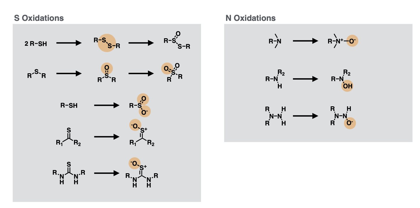 <ul><li><p>S oxidations</p><ul><li><p>Add =O onto S for R-S-R or (R)<sub>2</sub>-S=O</p></li><li><p>Add -O<sup>-</sup> onto S atom when thiocarbonyl</p></li><li><p>Add both =O and -O<sup>-</sup> onto S when -SH</p></li></ul></li><li><p>N oxidations</p><ul><li><p>Add -O<sup>-</sup> onto tertiary amine</p></li><li><p>Add -OH onto secondary amine</p></li><li><p>Add -O<sup>-</sup> onto primary amine bonded to N (N-NH2)</p></li></ul></li></ul><p></p>