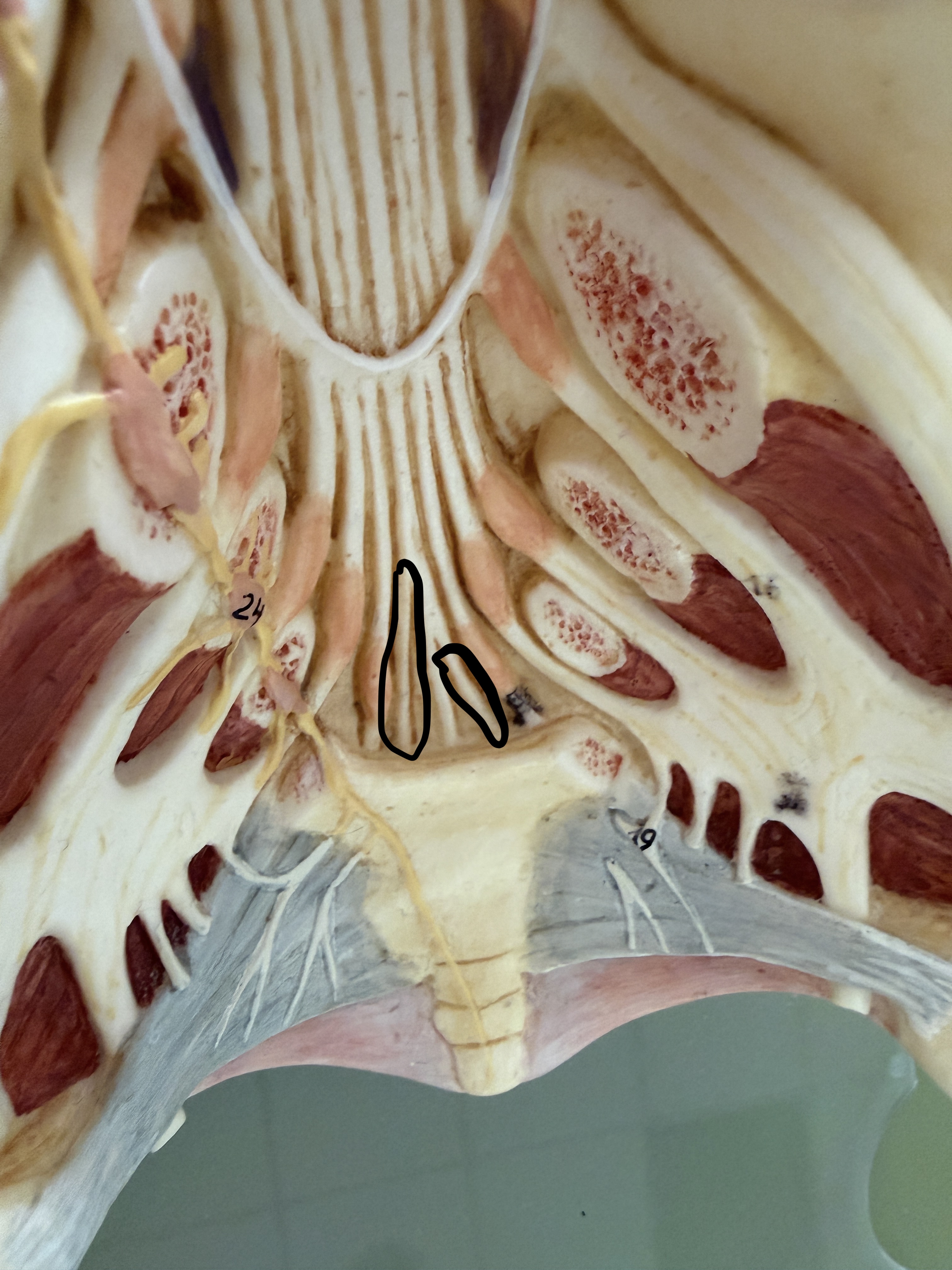 knowt flashcard image