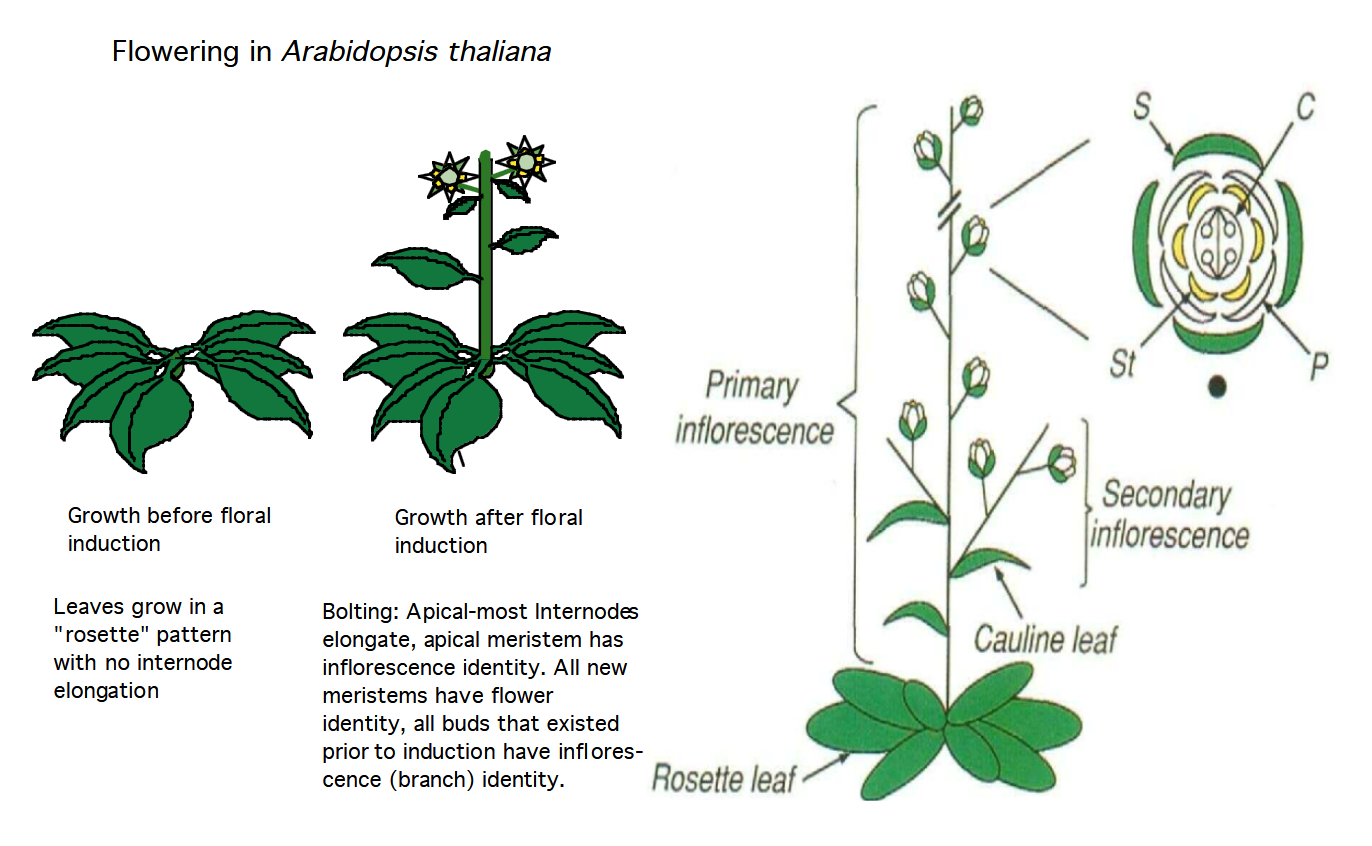 <p>Flowering in <em>Arabidopsis thaliana:</em></p><p>Growth before floral induction: </p><ul><li><p>Leaves grow in a "rosette" pattern with no internode elongation (no space between leaves)</p></li></ul><p>Growth after floral induction:</p><ul><li><p>Bolting: Apical-most internodes elongate, apical meristem has inflorescence identity. All new meristems have flower identity, all buds that existed prior to induction have inflorescence (branch) identity.</p></li></ul><p></p>