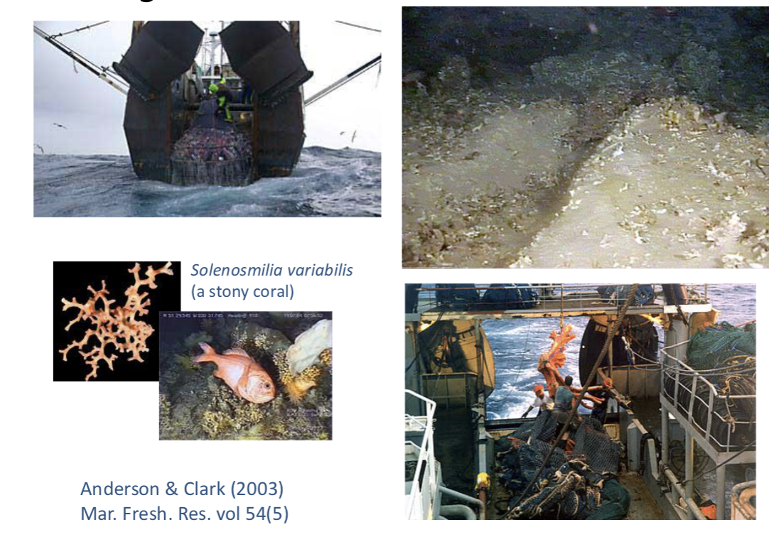 <ul><li><p>Benthic environment destroyed and reduced</p></li><li><p><strong>Destroy habitat</strong> →<strong> local coextinction</strong> (e.g. Solenosmilia variabilis [stony coral] + oligotrophy fish that relies on it)</p></li></ul><p></p>