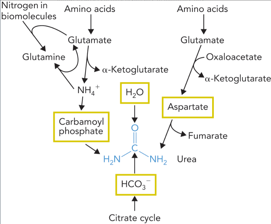 <ul><li><p>nitrogen</p><ul><li><p>the ammonium released when glutamate or glutamine is deaminated</p></li><li><p>aspartate which is formed when oxaloacetate is transaminated by aspartate aminotransferase</p></li></ul></li><li><p>carbon</p><ul><li><p>bicarb from citrate cycle</p></li></ul></li><li><p>oxygen</p><ul><li><p>from water produced by citrate cycle </p></li></ul></li></ul><p></p>