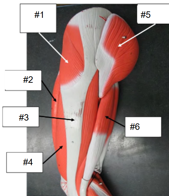 <p>What is #2? (Thigh, lateral view)</p>