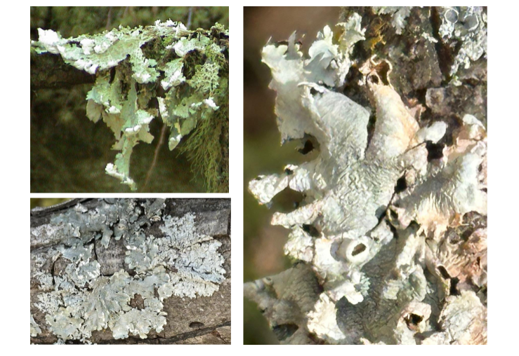 <p>somwhat leaf like</p>