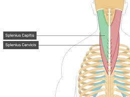 <p>Splenius Capitis + Cervicis</p>