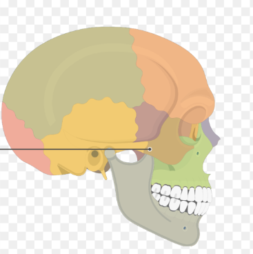 <p>What is the black line pointing at?</p>